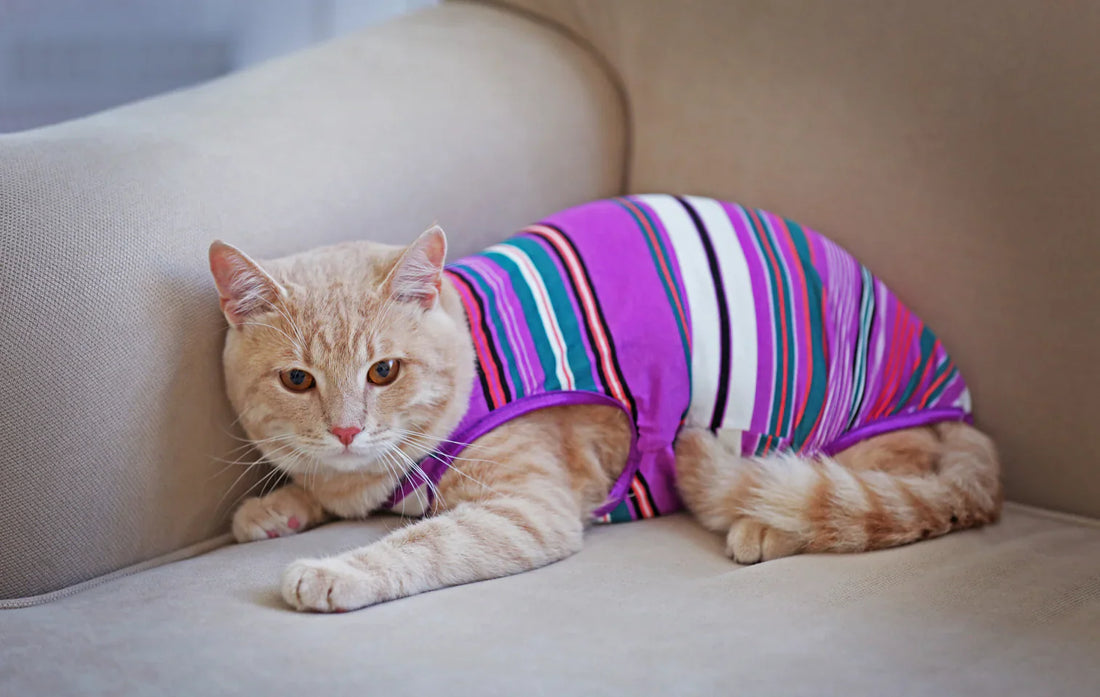 Stylish Pet Clothes For Every Season Comfort