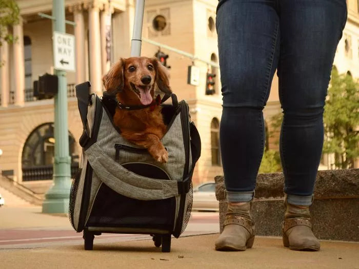 Safe Pet Carriers For Stress Free Travel