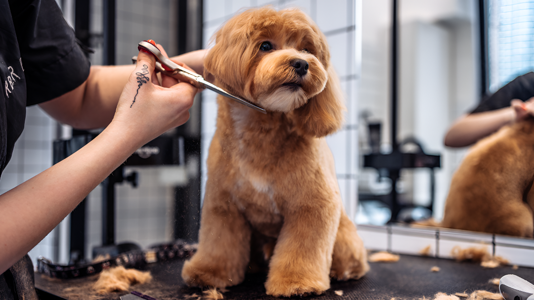 Essential Pet Grooming For Healthy Beautiful Coats